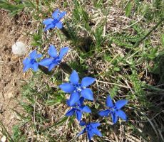 spomladansko cvetje se prebuja