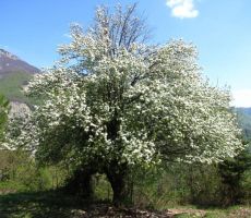 sadno drevje se bohoti