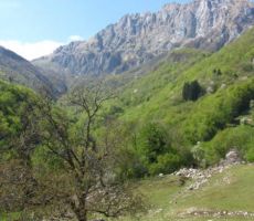 Javorca z Rdečim robom