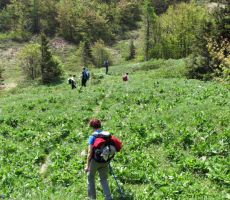 povratek med spomladnskim cvetjem