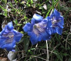 svišči so bili v polnem razcvetu