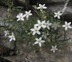 kratkodlaka popkoresa, endemit