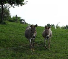 radovedneža, le redko kje se ju še vidi