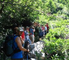 bolj ko se bližamo vrhu, bolj raznovrstno je cvetje