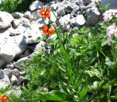 kranjska lilija ali zlato jabolko