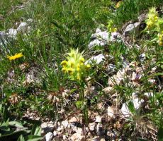 podobna je škrobotcu