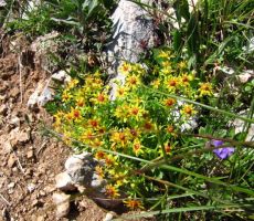 vedno zeleni kamnokreč