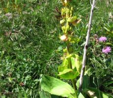 na Primorski strani je košutnik že odcvetel