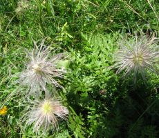 odcveteli kosmatinec