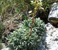 skorjasti kamnokreč