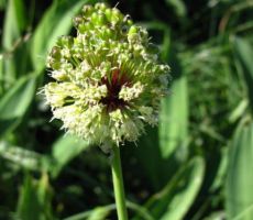 divji česen oz. vanež