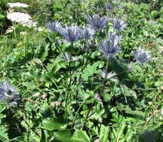 alpska možina ali kraljica planin