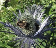 tudi čmrlji jo obožujejo