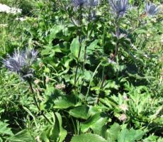 endemit Črne prsti in Porezna