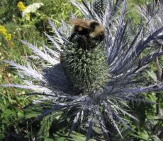 danes je dobra paša