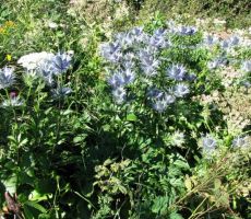 vsako leto jih je več