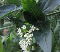 pozna kdo to plezalko, rase na robu gozda?