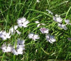 sternbergov klinček