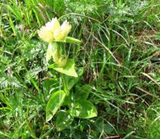 pikčasti svišč - ne raste v Sloveniji 