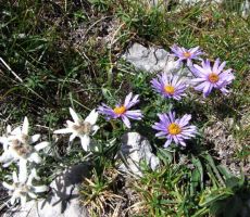 harmonija me planikami in alpsko nebino