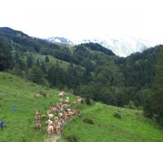 na planini Kuk se krave odpravljajo na večerno pašo