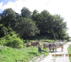 Marjo se je preizkusil v vlogi pastirja