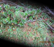 tudi kači je bilo prevroče na soncu