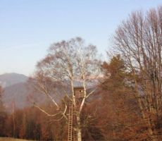 breze rastejo na kislih tleh