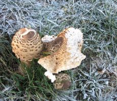 to pa niso prave marele