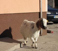 a bi se rada rukala?