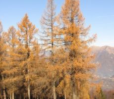 na poti proti Velikemu vrhu