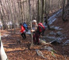 presenetil nas je led pokrit z listjem