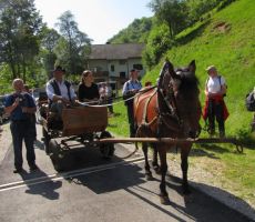 konjska vpraga čaka svata