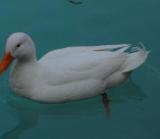 motiv z Mostarskega jezera