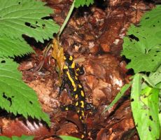 premljevalci na naši poti