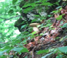 jurček nad nami pa vabi