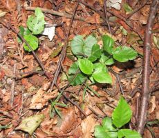 v sožitju kalita bukev in jelka