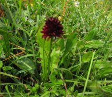 pa murka, ki diši po vaniliji