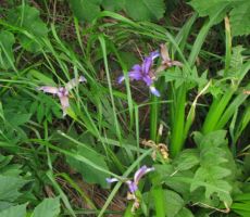 poplačani smo bili z irisi