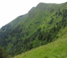 Porezen malo drugače, ta pobočja so zelo bogata s cvetjem, alpska miožina pa še ne cveti