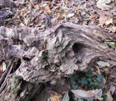 ob poti pa se je videlo marsikaj zanimivega