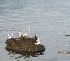 galebi uživajo v lepemu vremenu