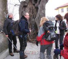 stara lipa, ki bi znala marsikaj povedati