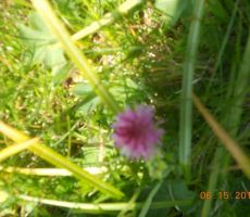 ki je v tem času v polnem razcvetu...