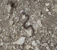 tihožitje na Mojstrovki