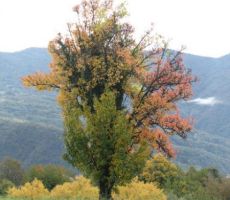 drevesa pa že kažejojesensko podobo...