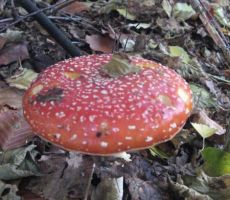 ob poti so nas pozdravile zadnje gobe...