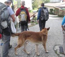 v vasi pa nas je sprejel vaški pes...