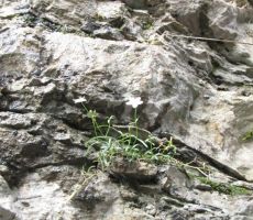 zapoznela kradkodlakava popkoresa...