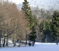 med drevjem in jasami...
